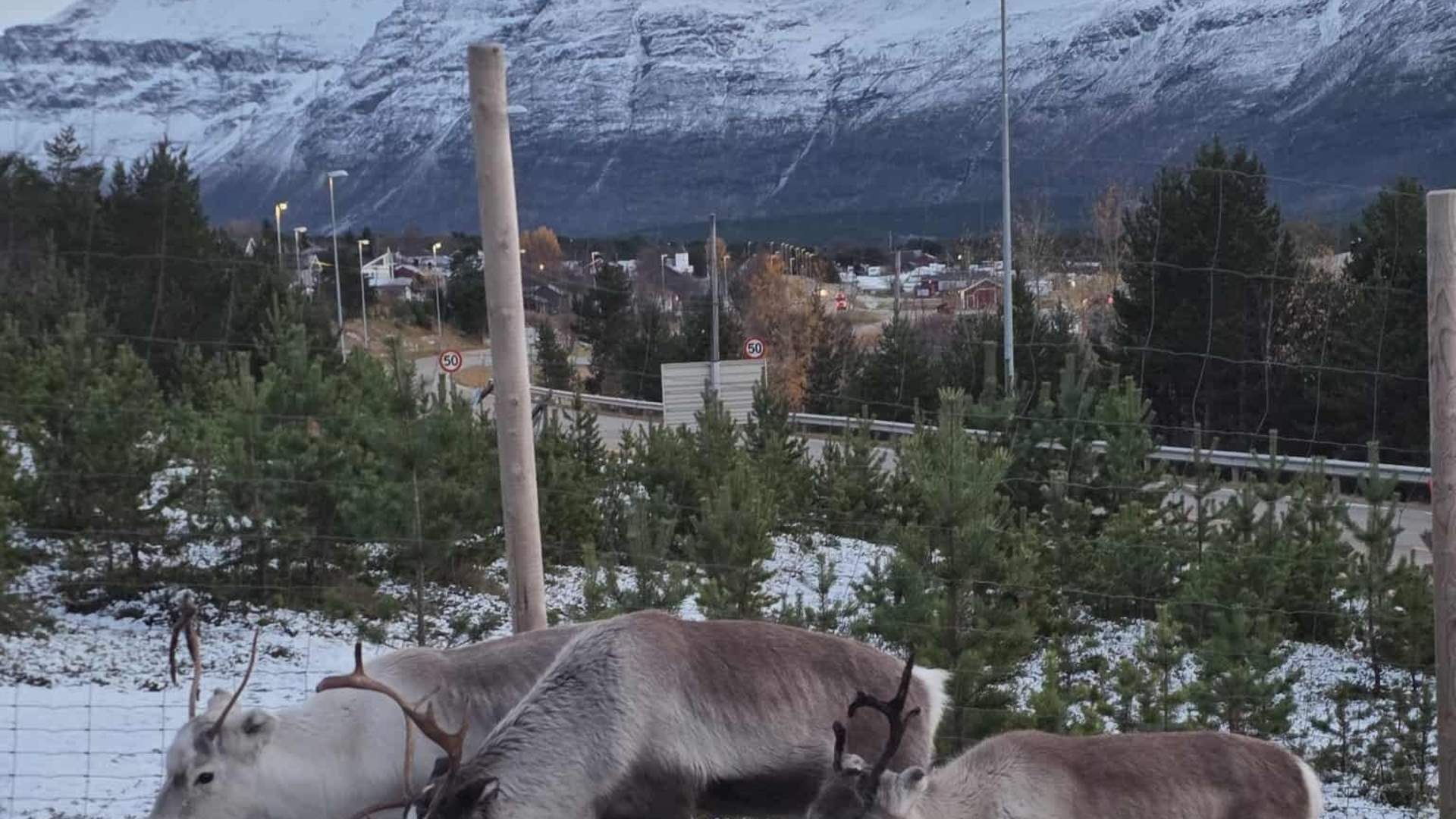 Day Visit: Sami Culture in Skibotn
