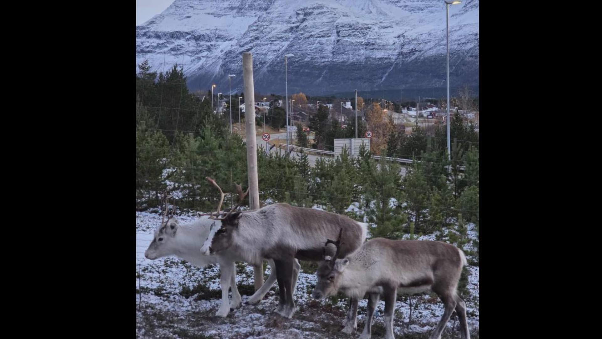 Opplev Samisk Kultur - ettermiddagsbesøk vinter - Skibotn