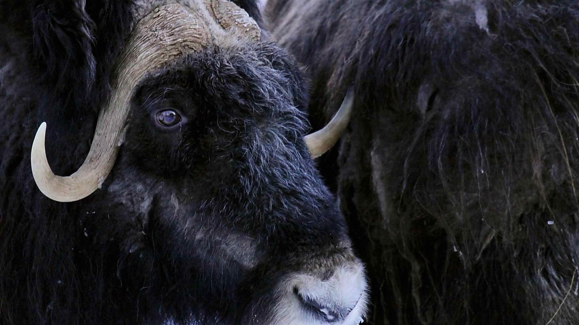 Lofoten til Lappland