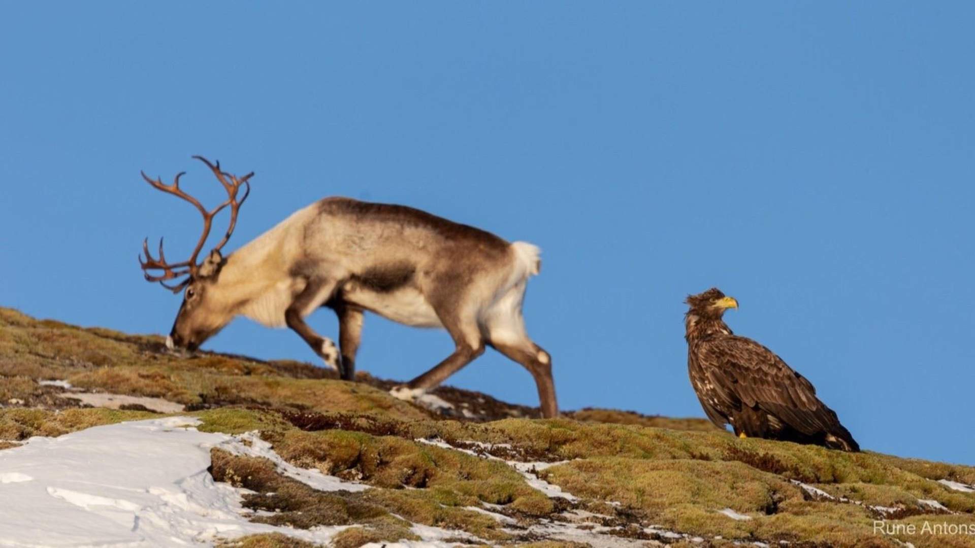 Lofoten til Lappland