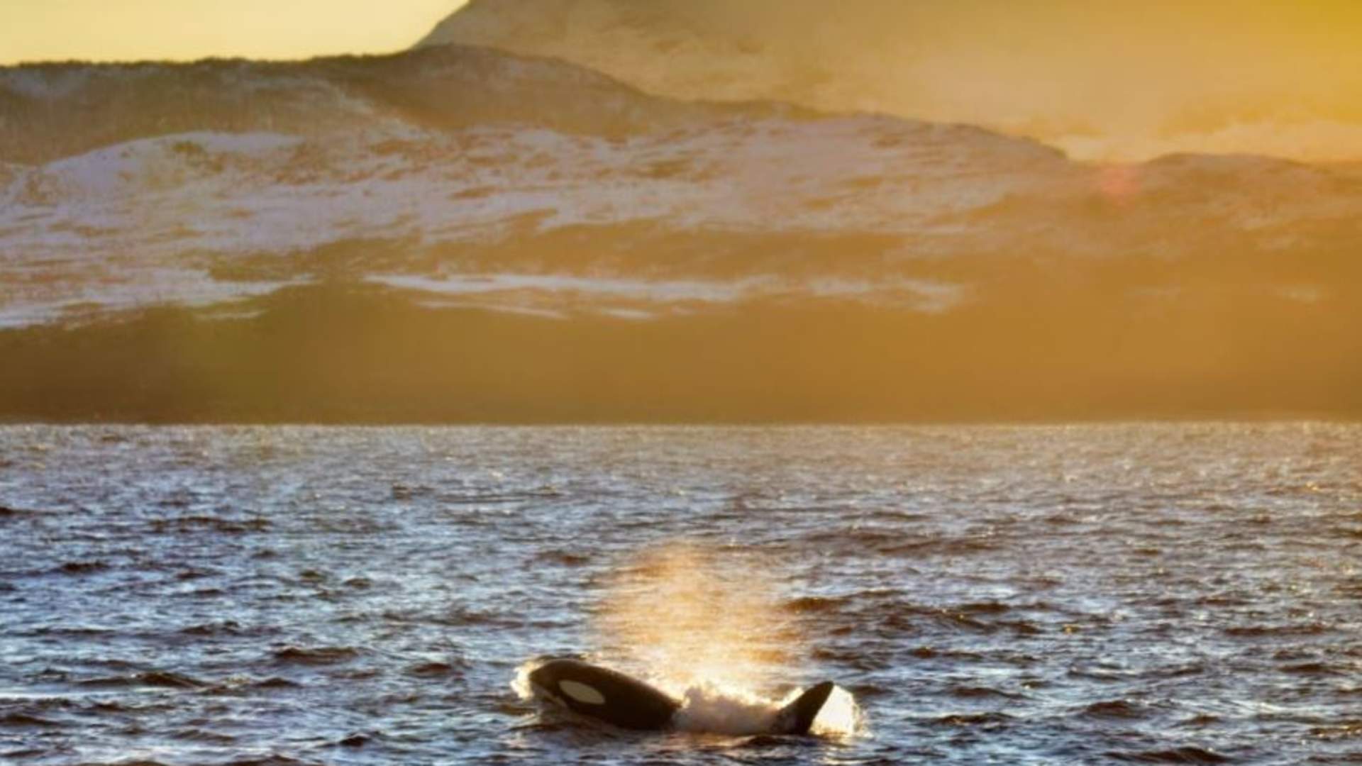 Whale Watching - Fast and comfortable catamaran