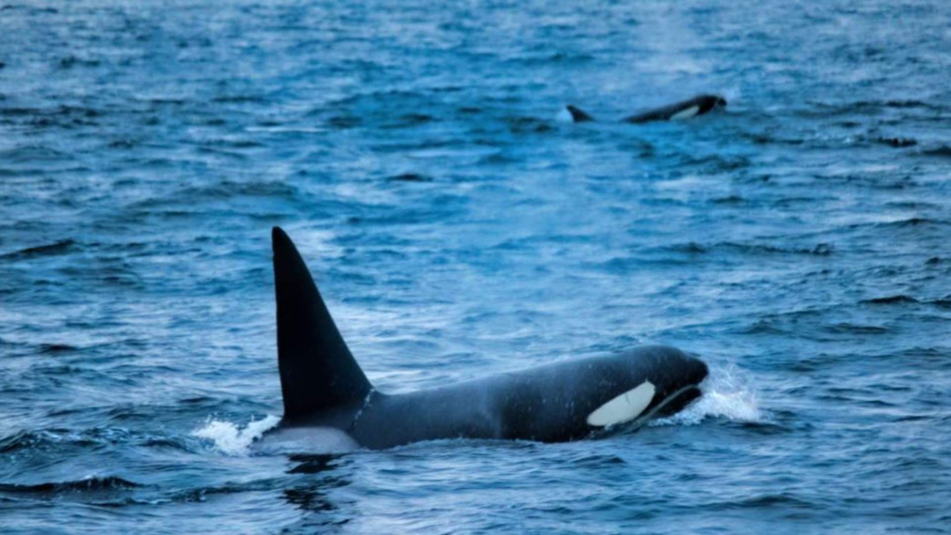 Whale Watching - Fast and comfortable catamaran