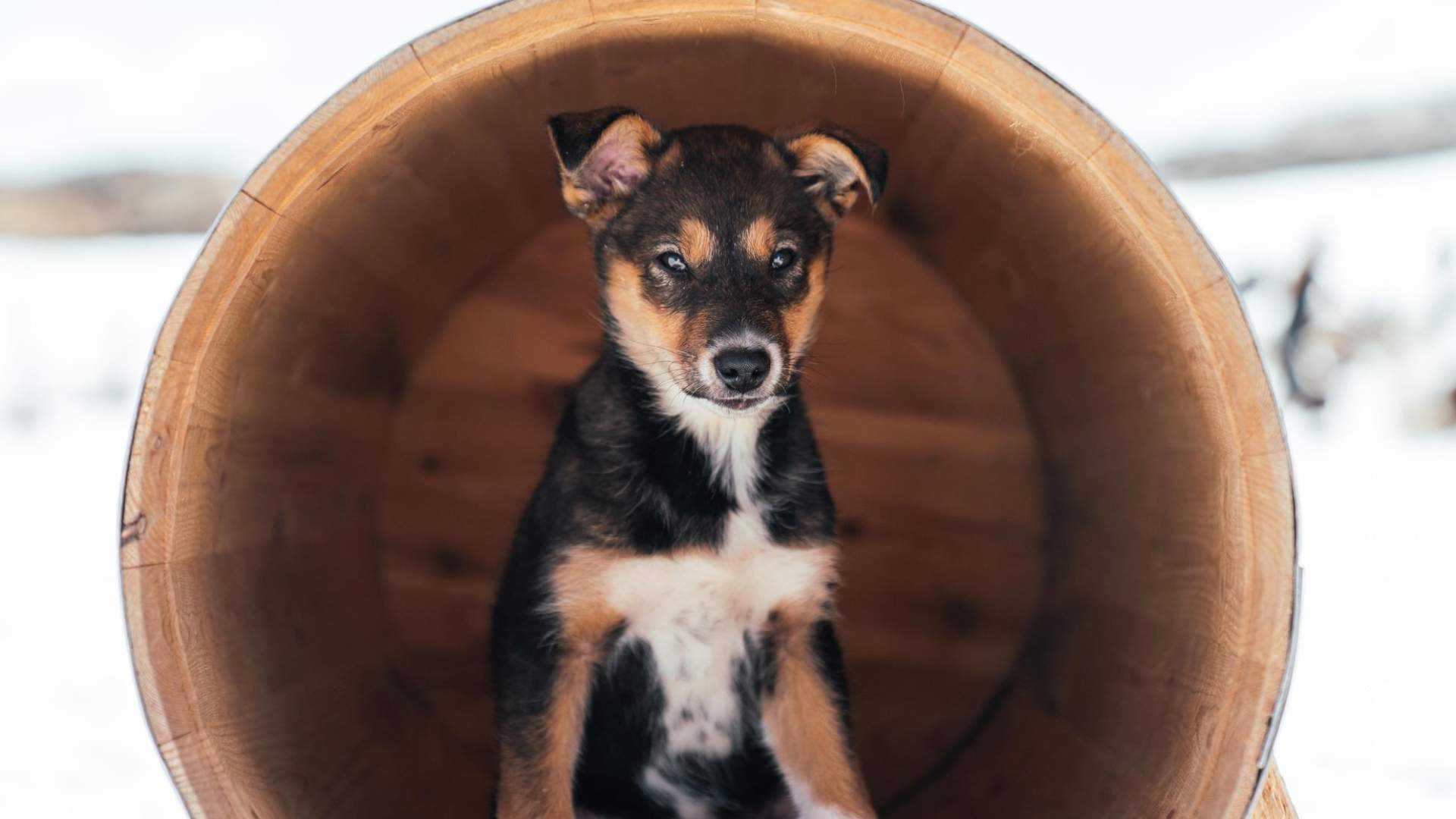 Overnattingstur med huskyvalper