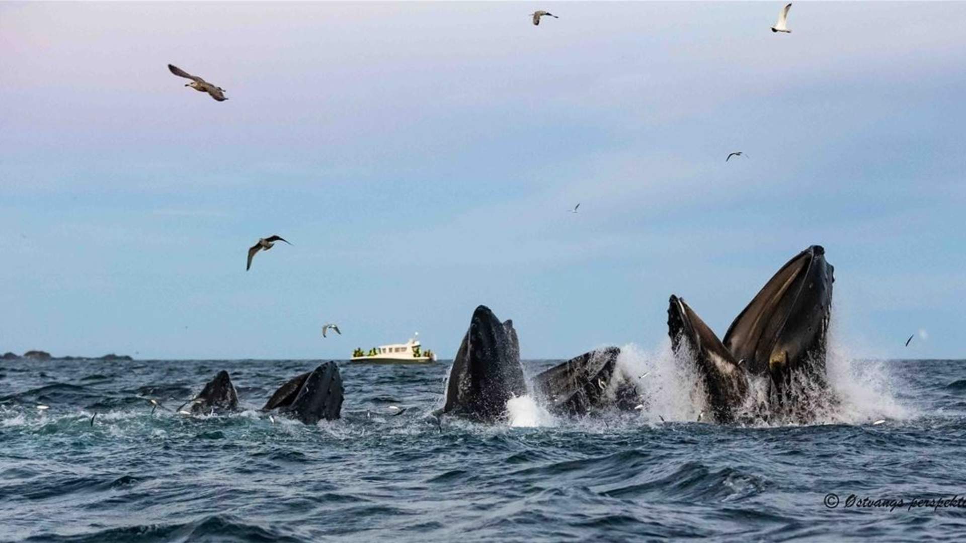 Whale Watching Tromso – Arctic RIB Safari in Skjervoy (Self-Arrival)