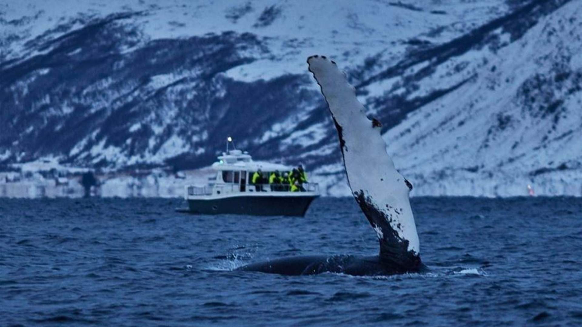 Whale Watching Tromso – Arctic RIB Safari in Skjervoy (Self-Arrival)