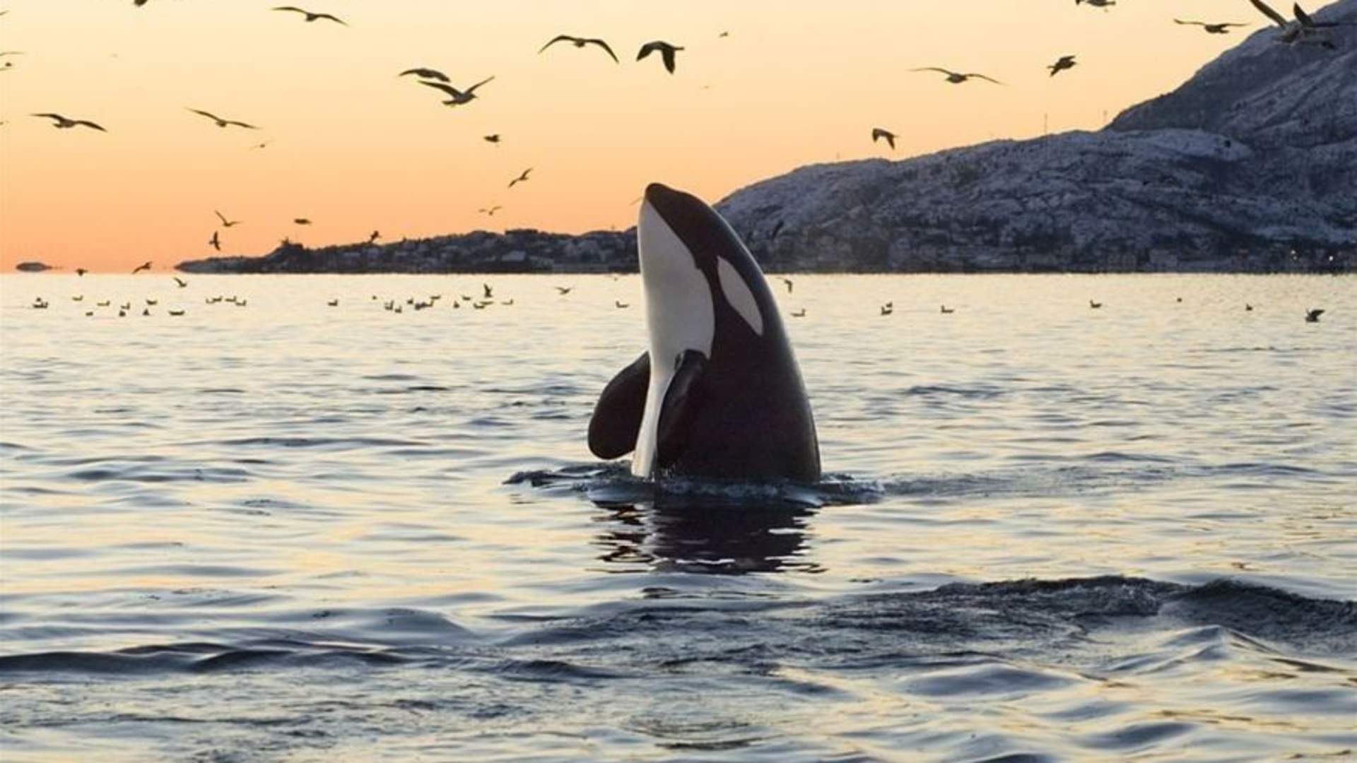 Whale Watching Tromso – Arctic RIB Safari in Skjervoy (Self-Arrival)