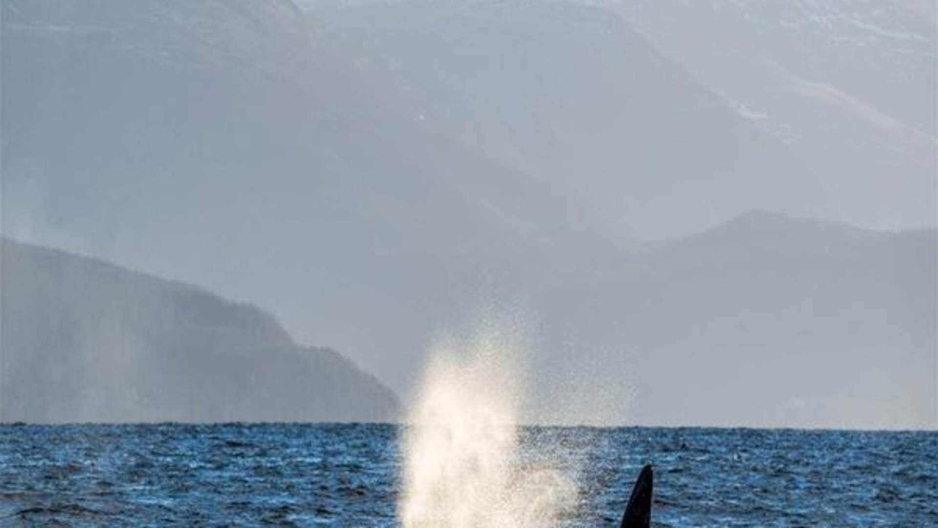 Whale Watching Tromso – Arctic RIB Safari in Skjervoy (Self-Arrival)