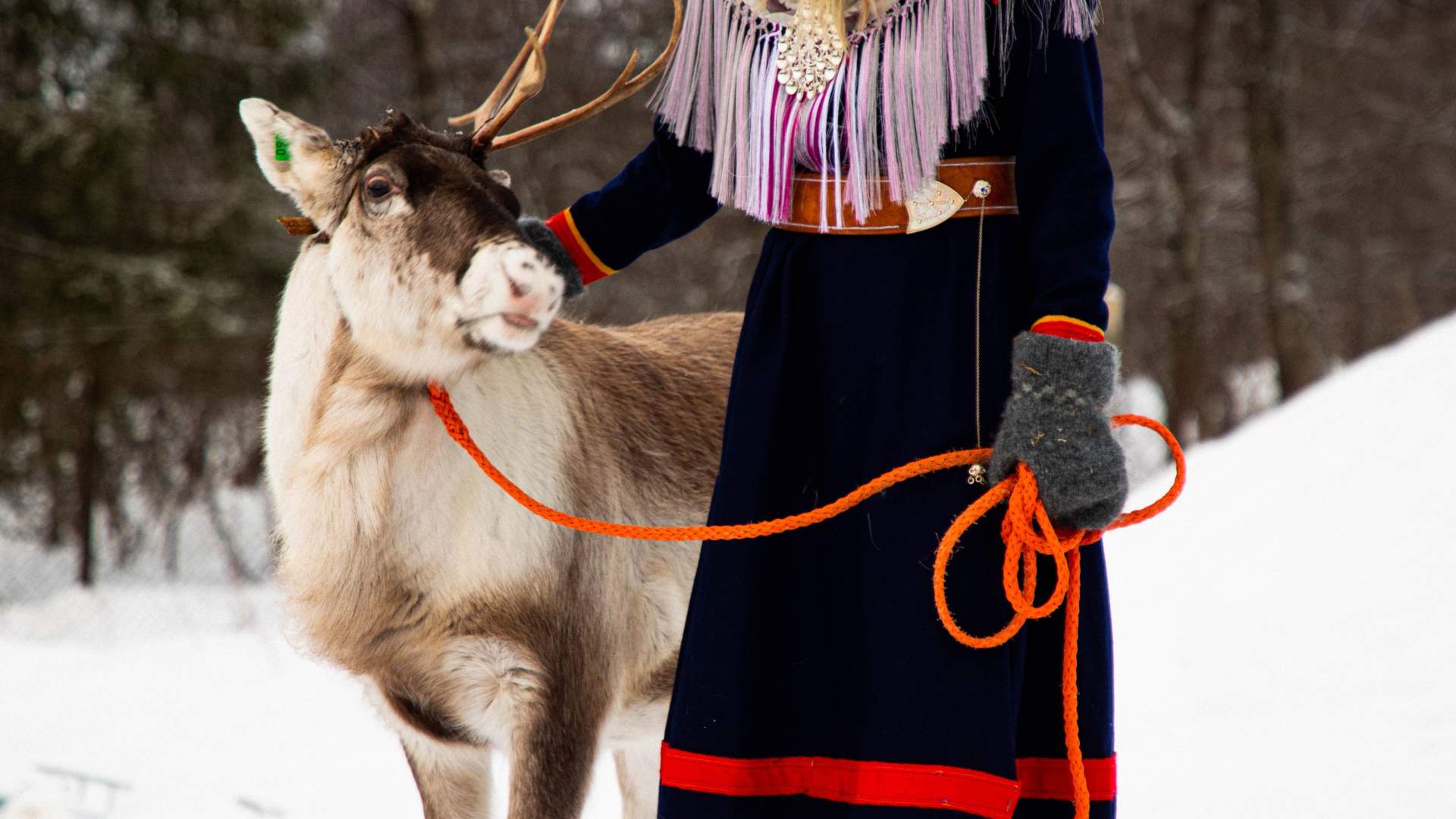 Reinsdyr, kultur og arktiske tradisjoner i Harstad