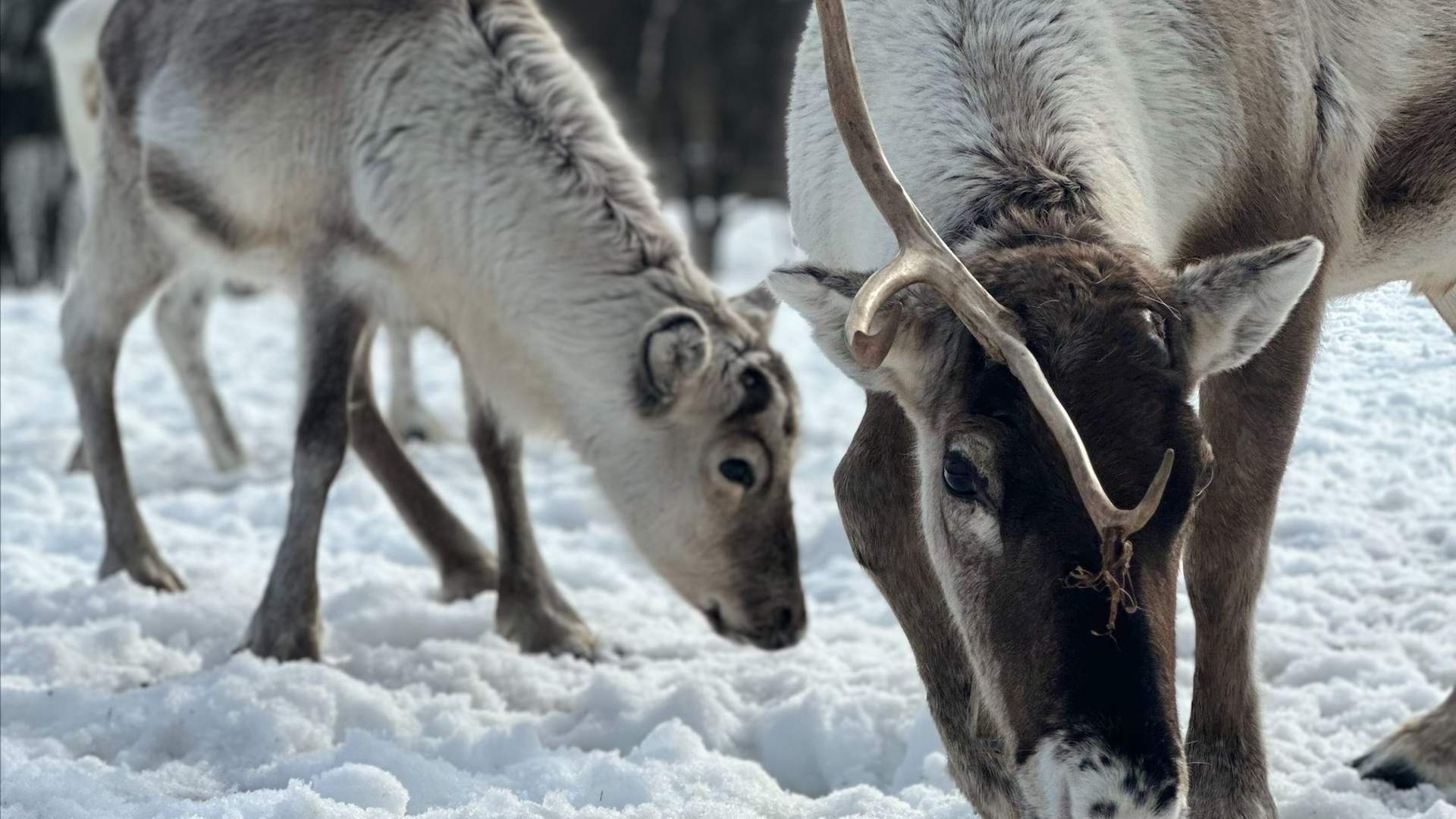 Reinsdyr, kultur og arktiske tradisjoner i Harstad
