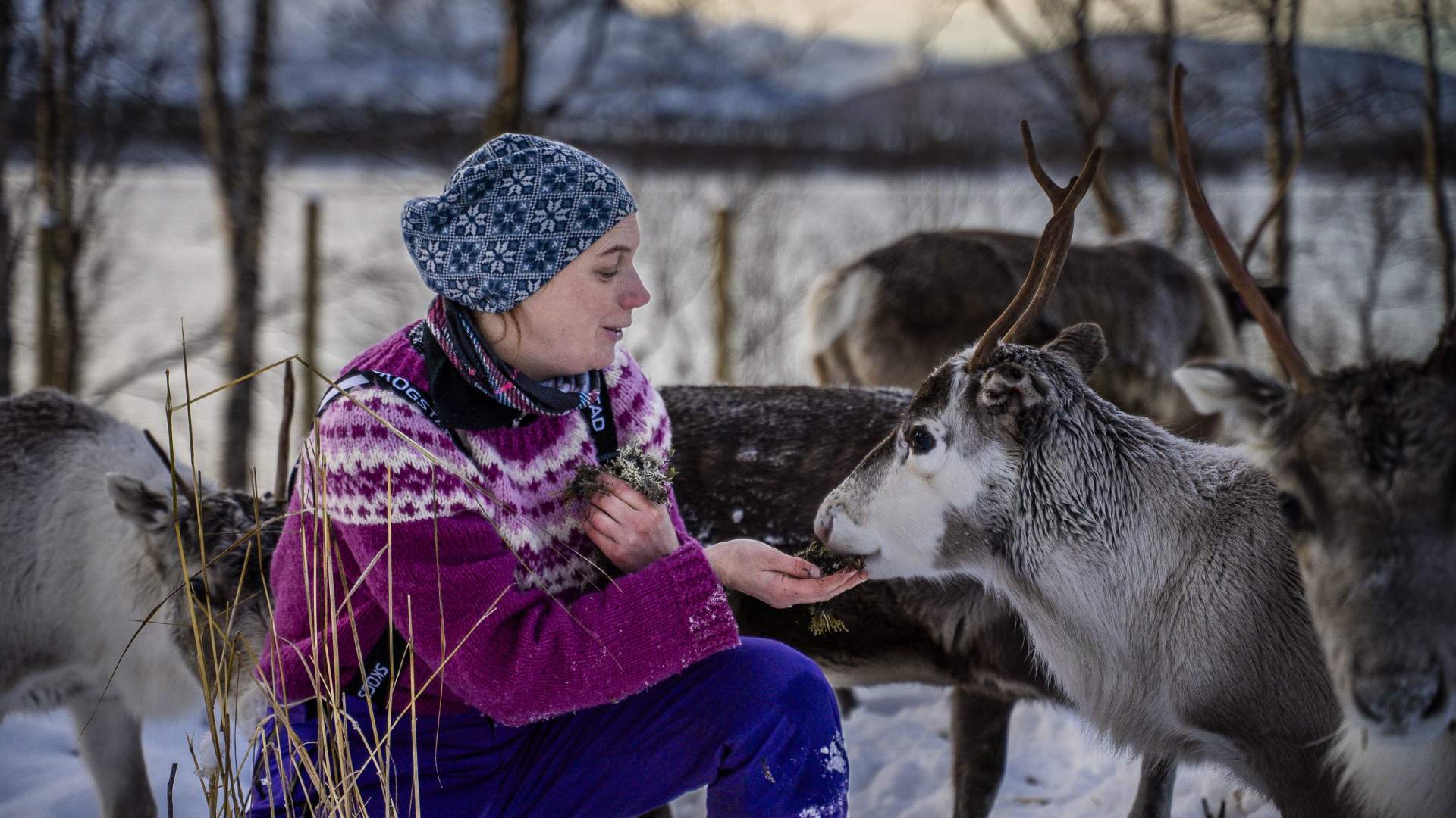 Reinsdyrmating - et møte med samisk kultur