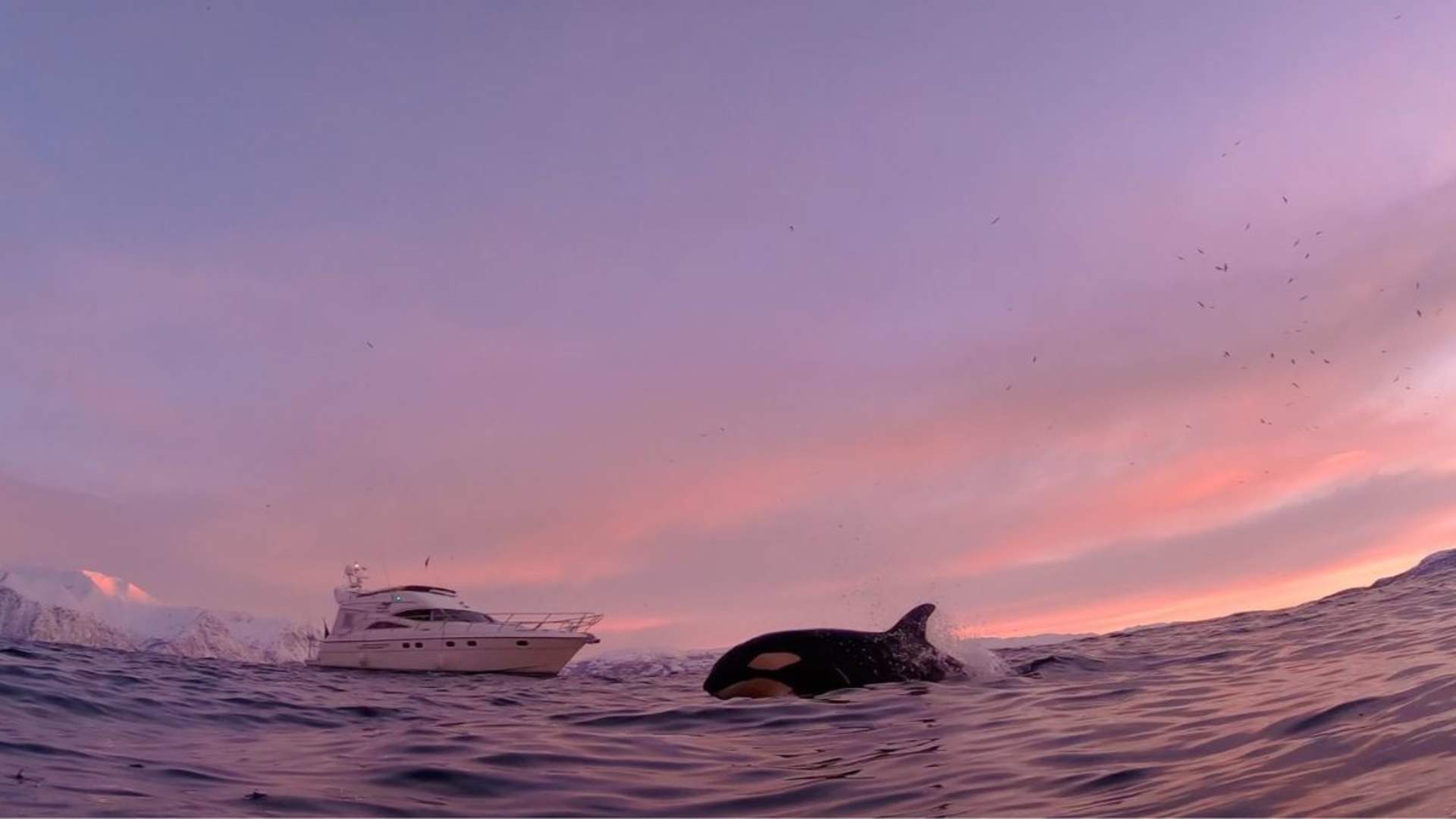 Hvalsafari på Leah William