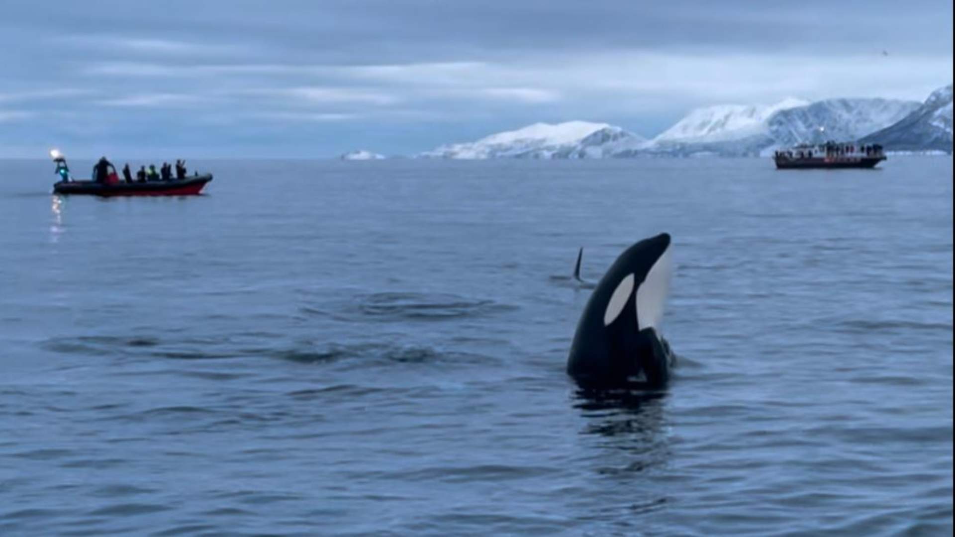 Hvalsafari på Leah William