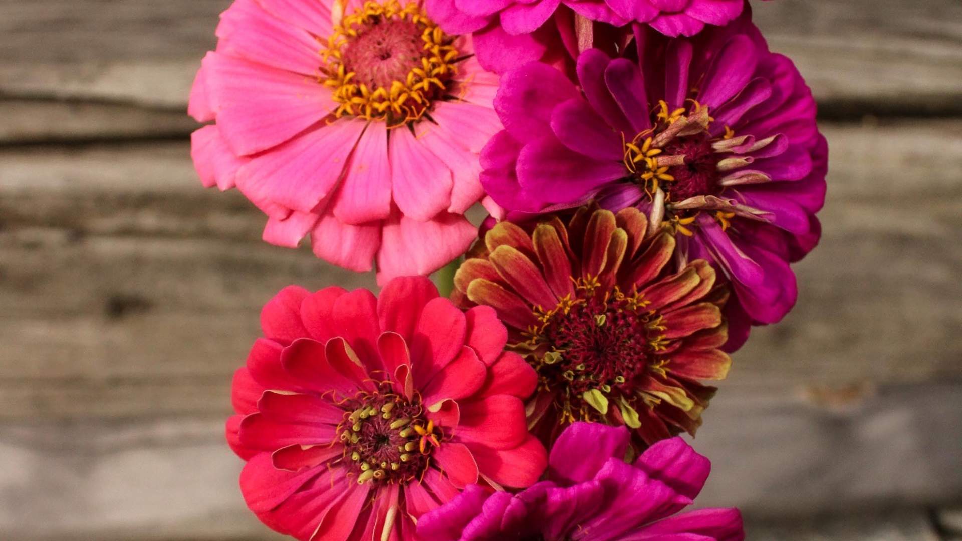 Bøverdalen veksthågå