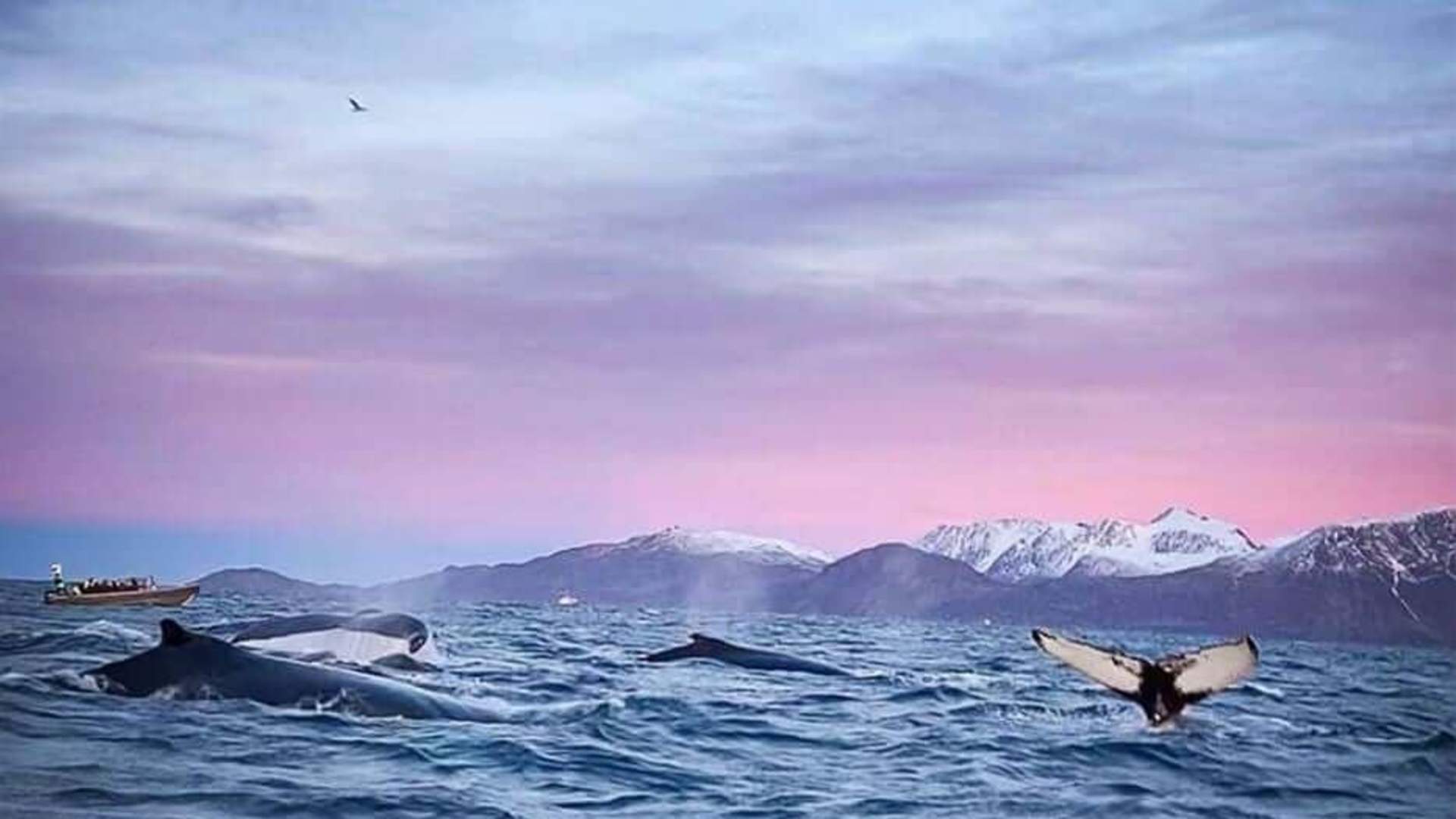 Whale safari: Day trip from Tromsø to Skjervøy