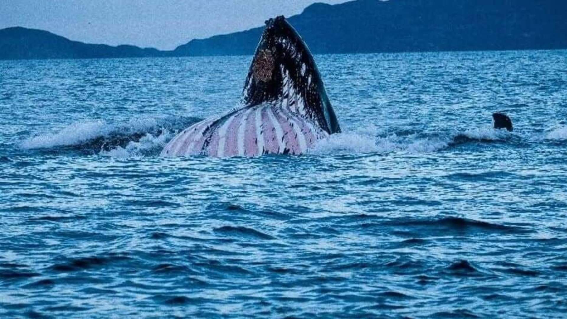 Whale safari: Day trip from Tromsø to Skjervøy