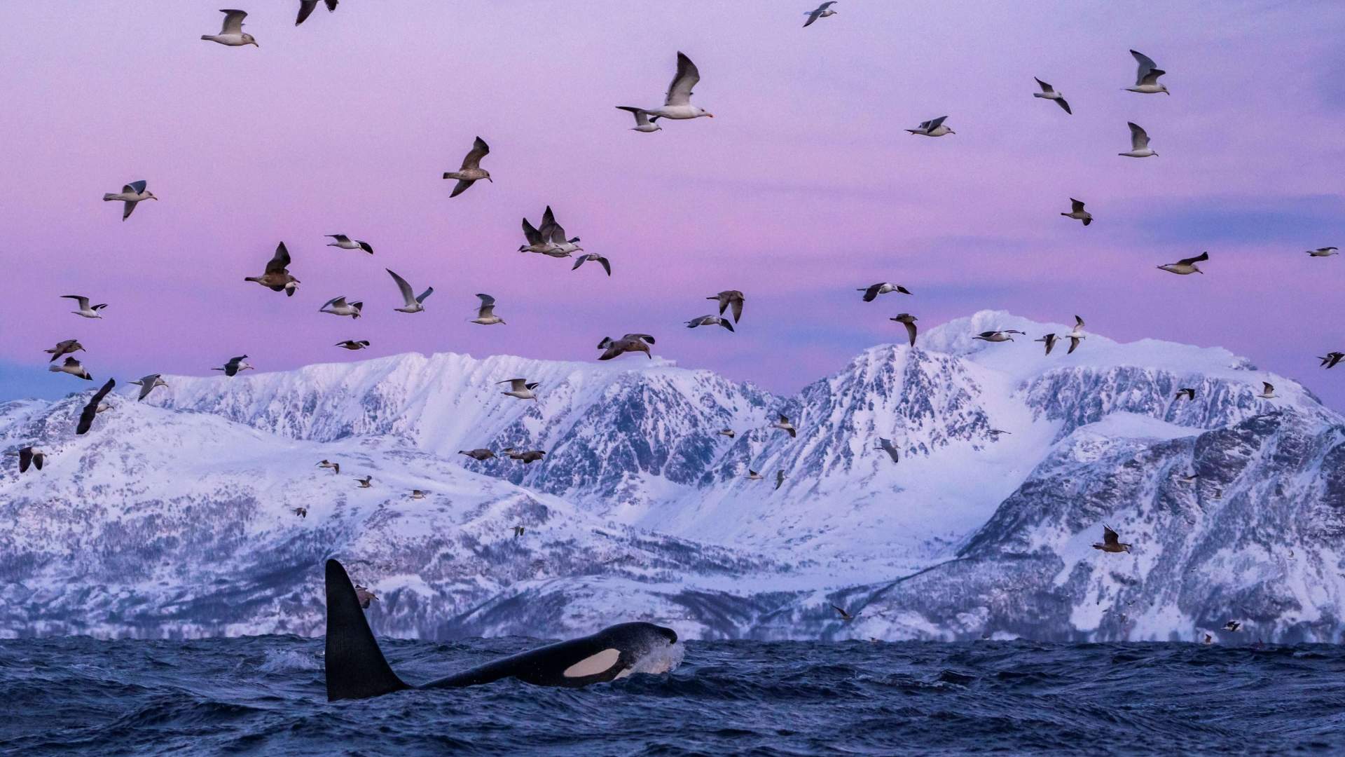 Whale safari: Day trip from Tromsø to Skjervøy