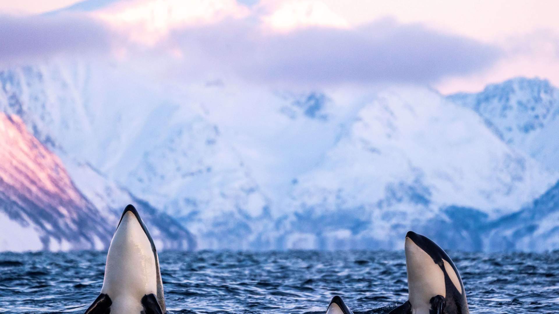 Whale safari: Day trip from Tromsø to Skjervøy