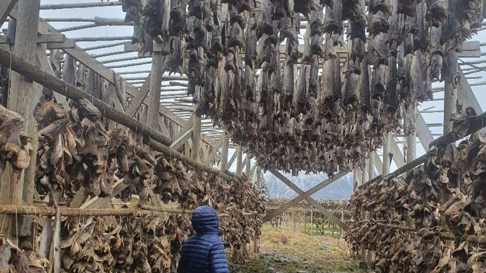 4-dagers nordlysopplevelse i Lofoten (små grupper)