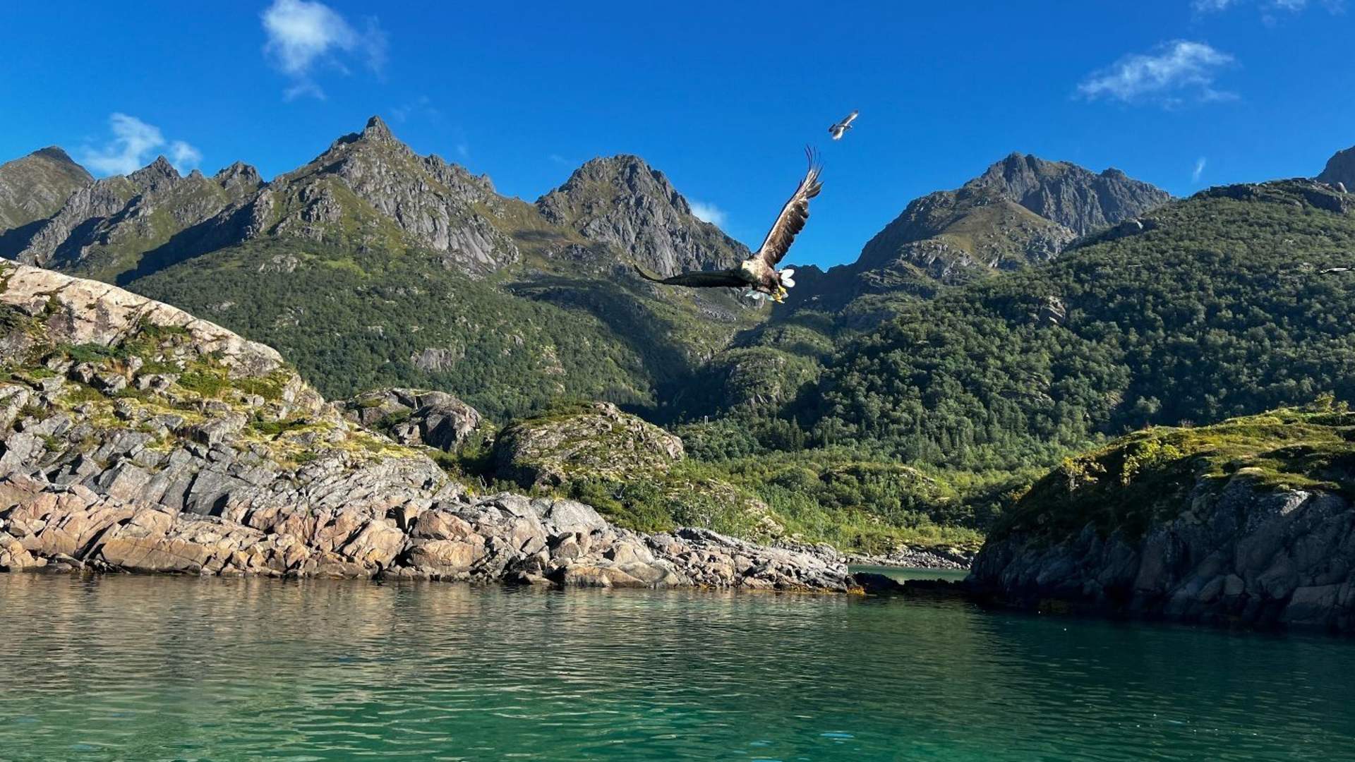 4-dagers nordlysopplevelse i Lofoten (små grupper)