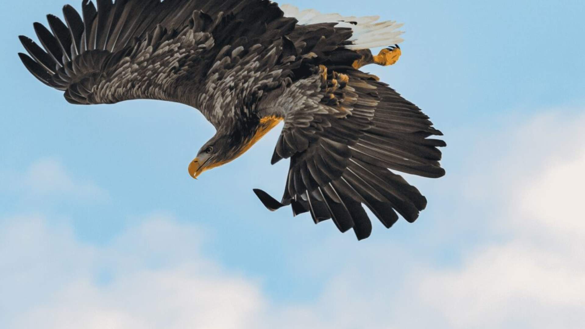 Polar Fjord & Fishing Cruise - All-inclusive