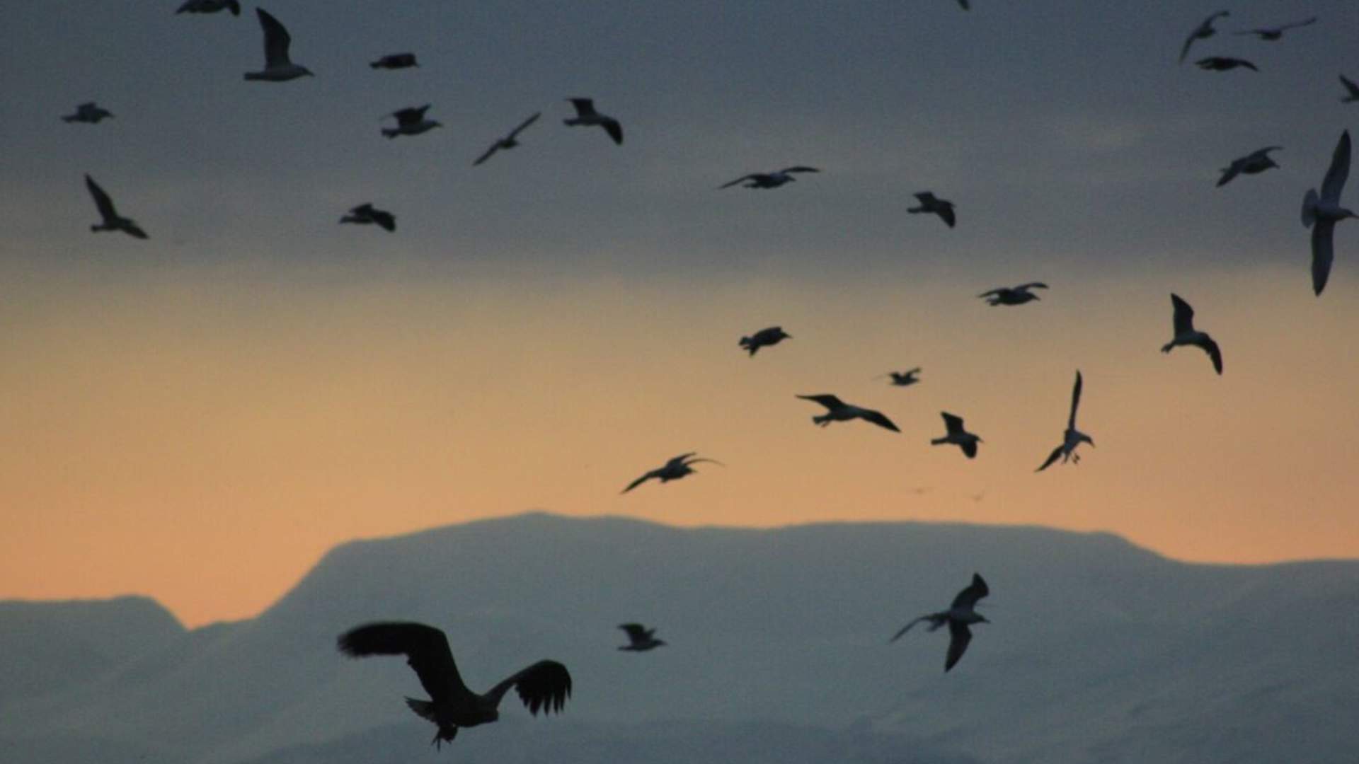 Polar Fjord & Fishing Cruise - All-inclusive