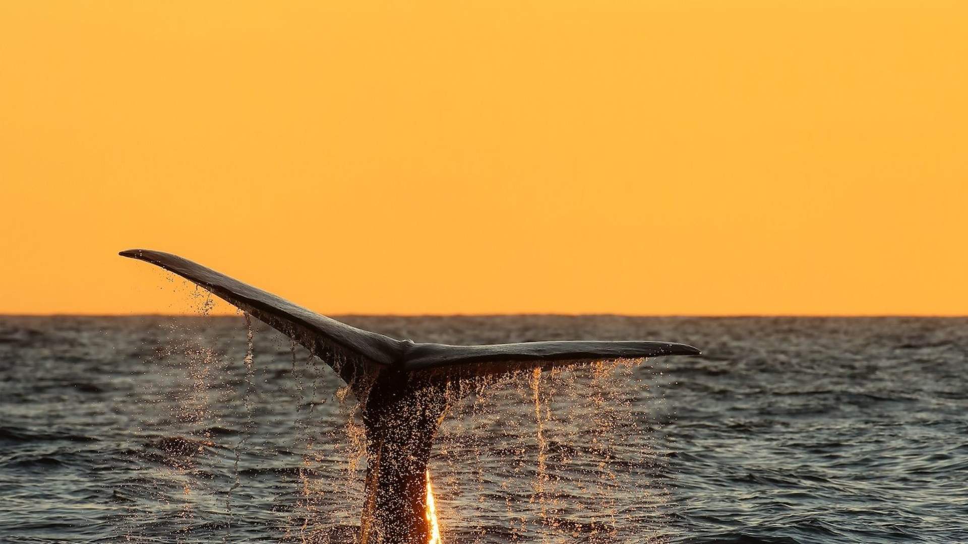 Hvalsafari med stor tradisjonell båt – Whale2Sea Whalesafari