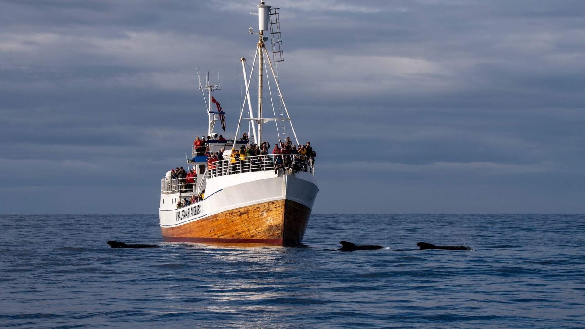 Hvalsafari med stor tradisjonell båt – Whale2Sea Whalesafari