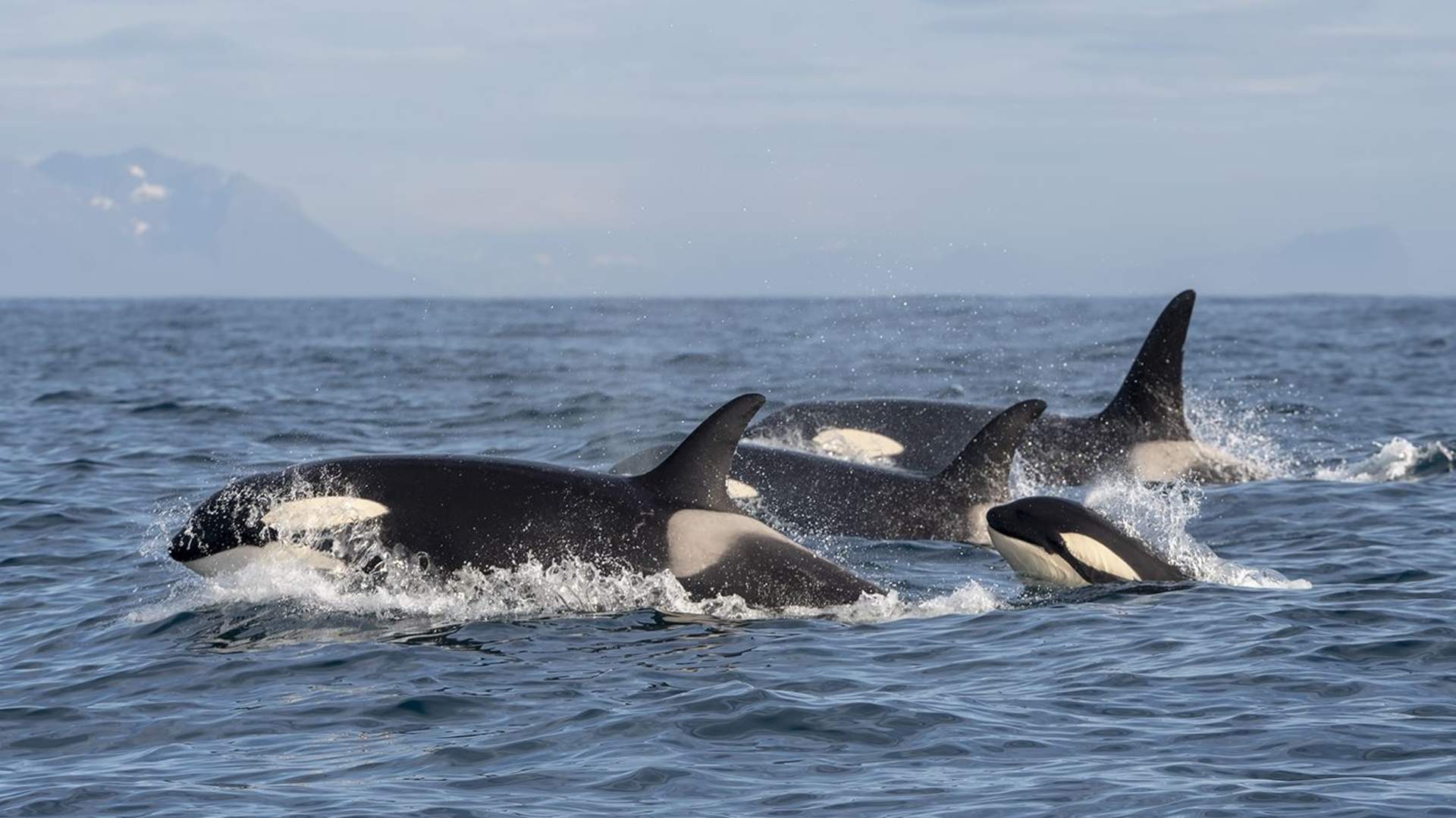 Hvalsafari med stor tradisjonell båt – Whale2Sea Whalesafari