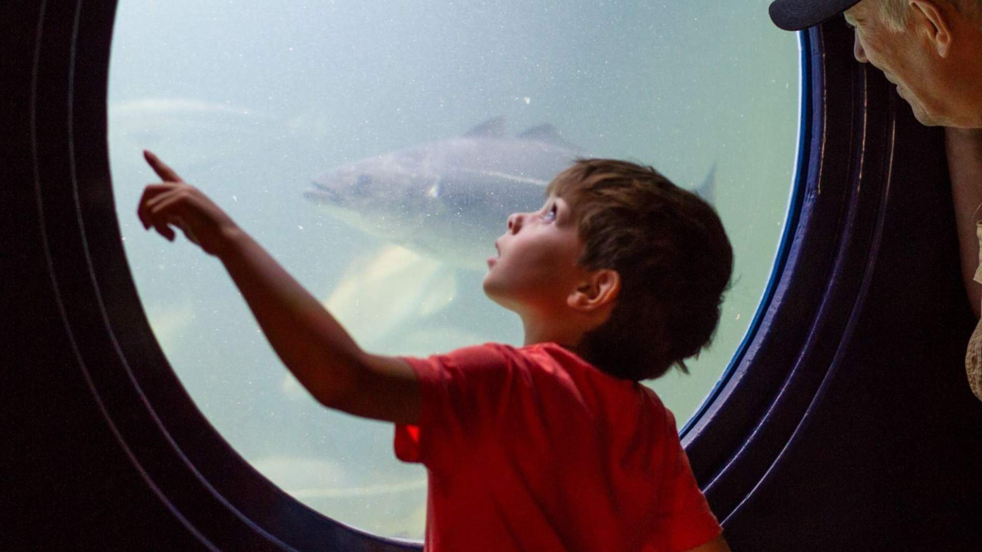 SKREI – Fish, Folk And Our Future Ocean