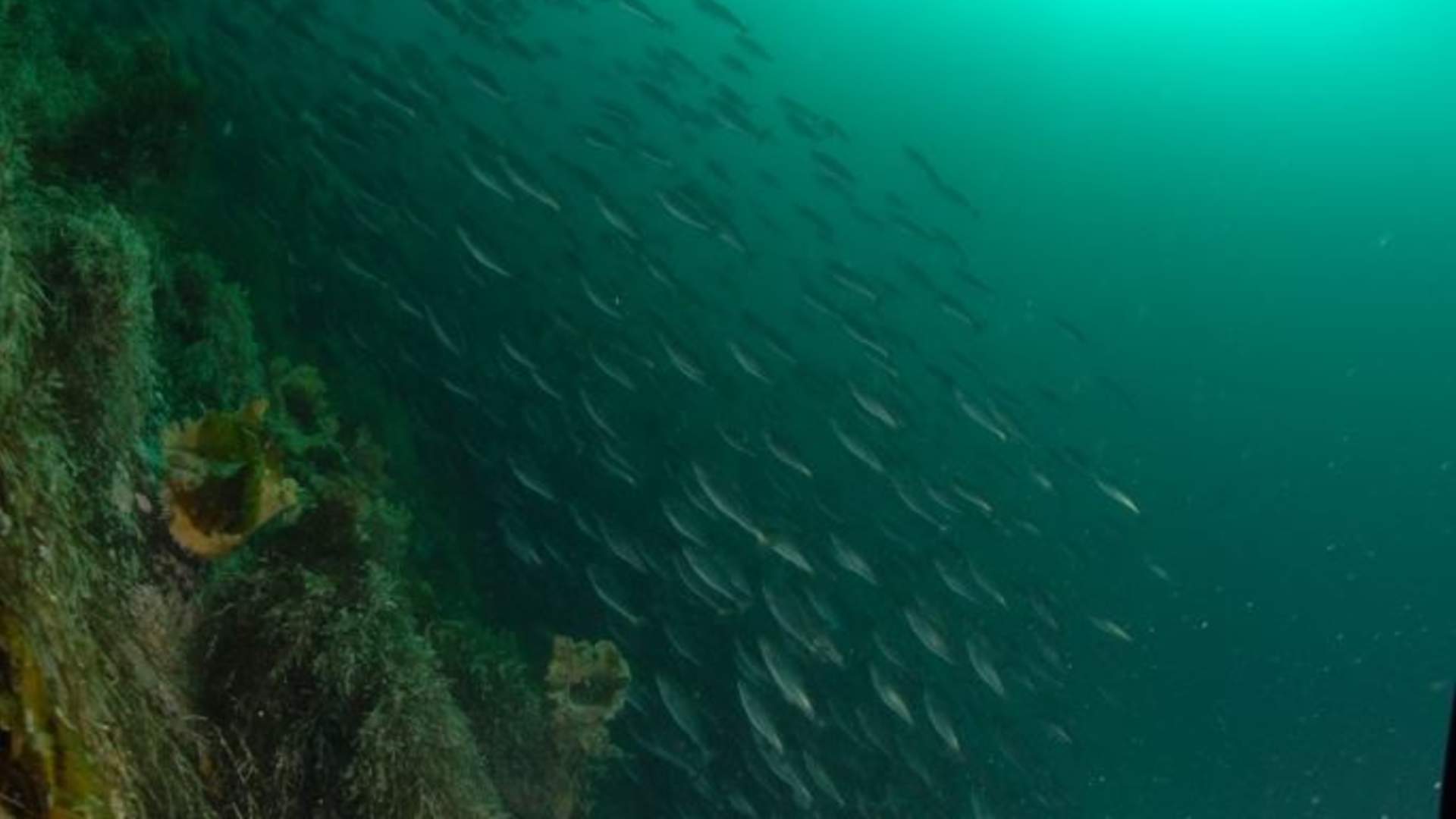 Førstegangsdykker med PADI 5-stjerners Dykkesenter