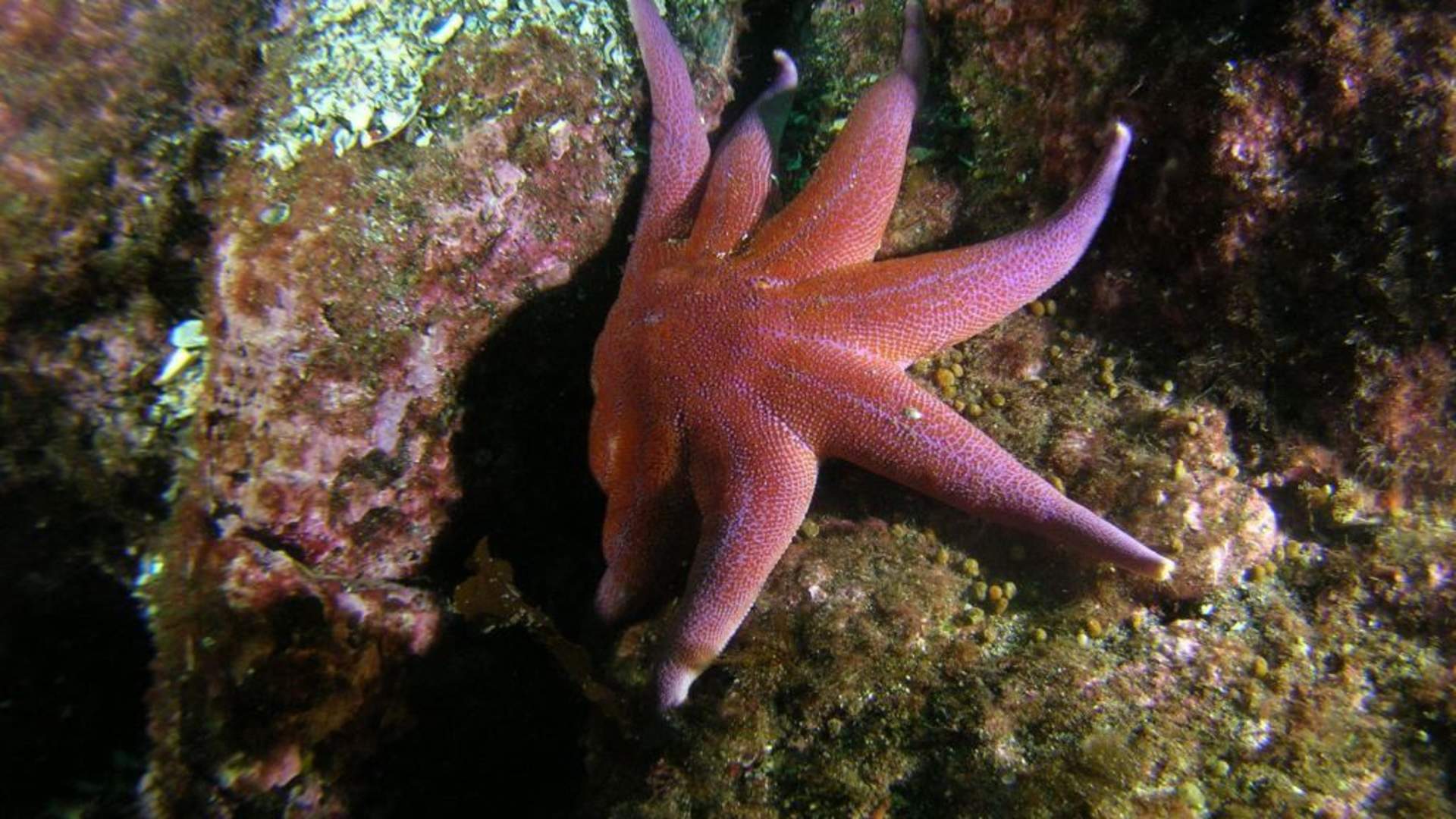 Arktisk dykking med PADI 5-stjerners dykkesenter