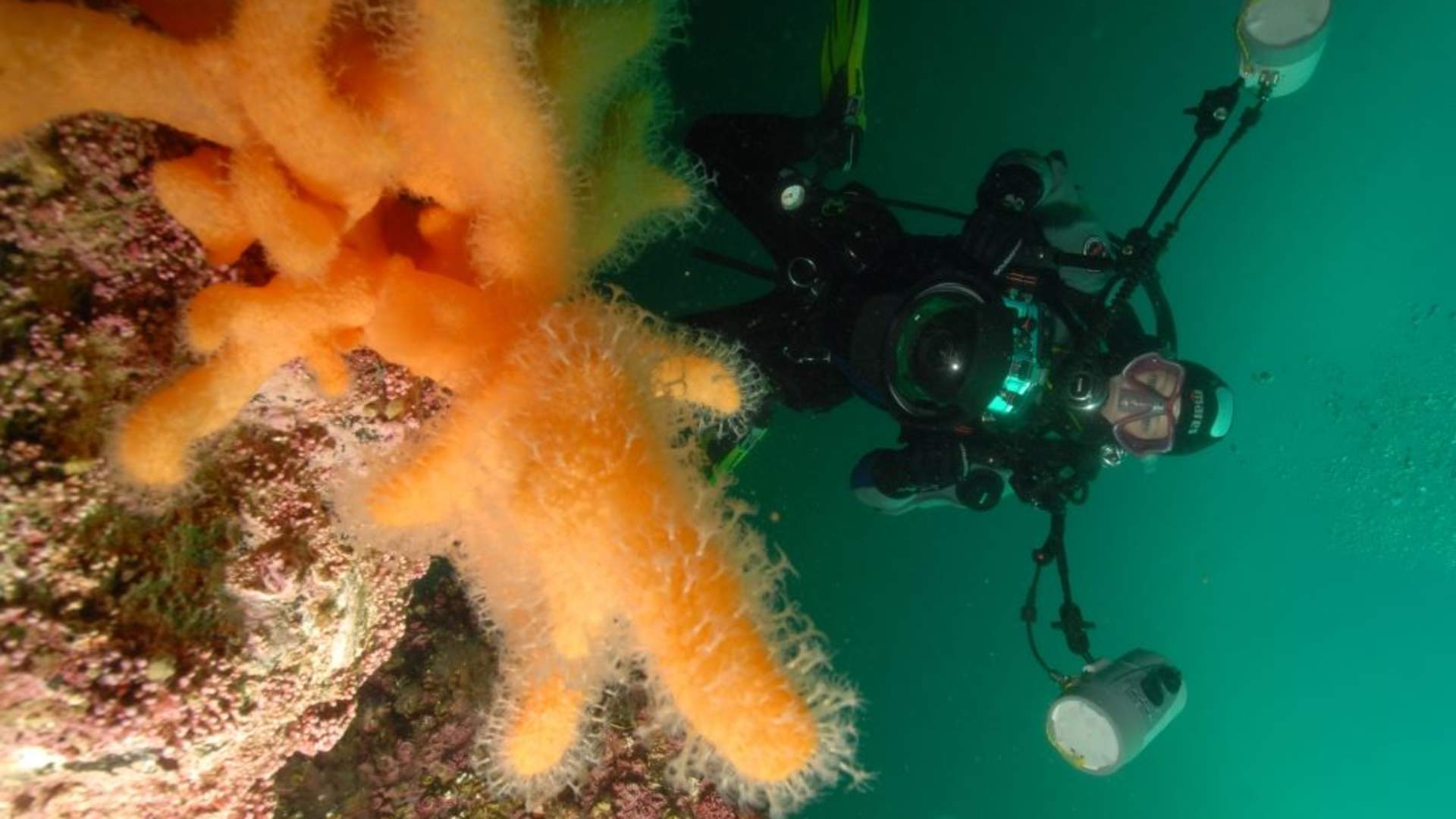 Arktisk dykking med PADI 5-stjerners dykkesenter