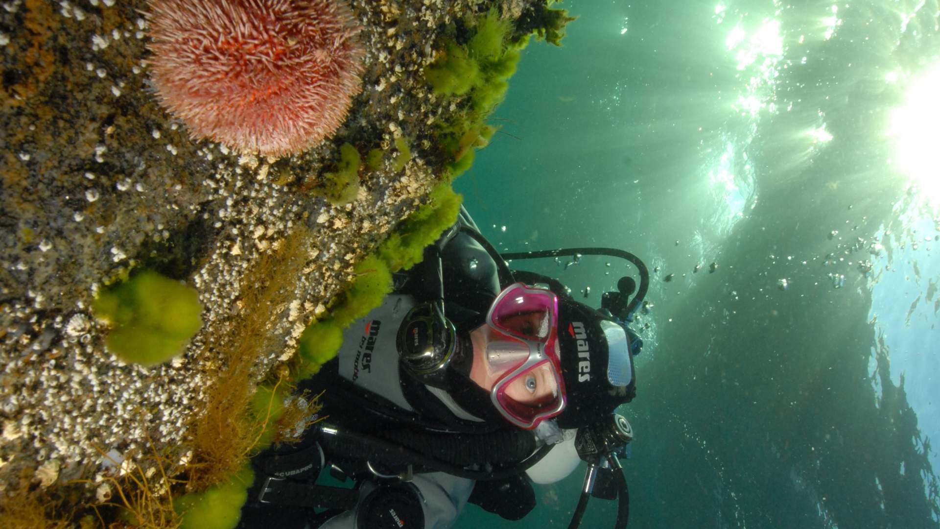Førstegangsdykker med PADI 5-stjerners Dykkesenter