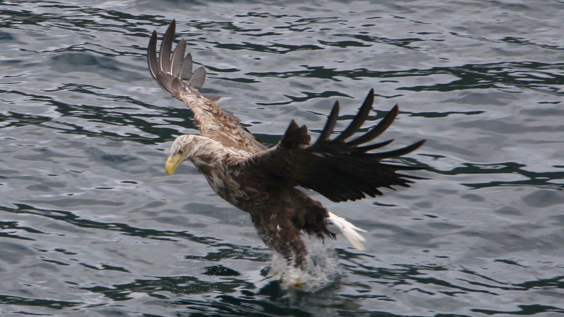 Havørnsafari