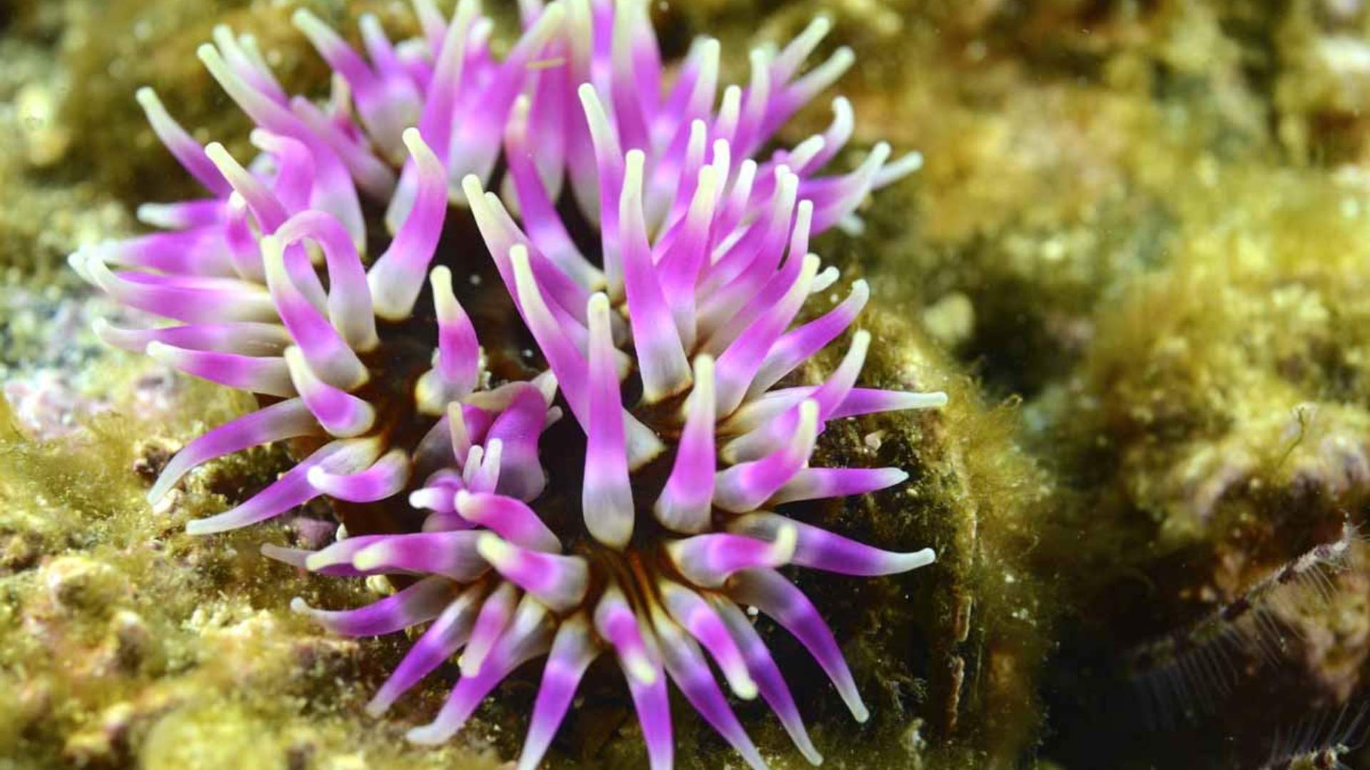 Freediving and Snorkeling with PADI 5 Star Dive Resort