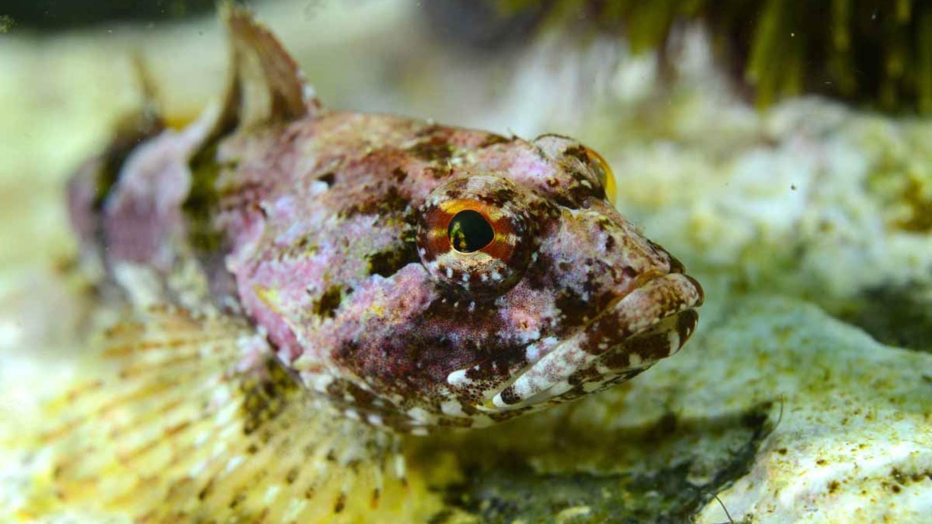 Freediving and Snorkeling with PADI 5 Star Dive Resort