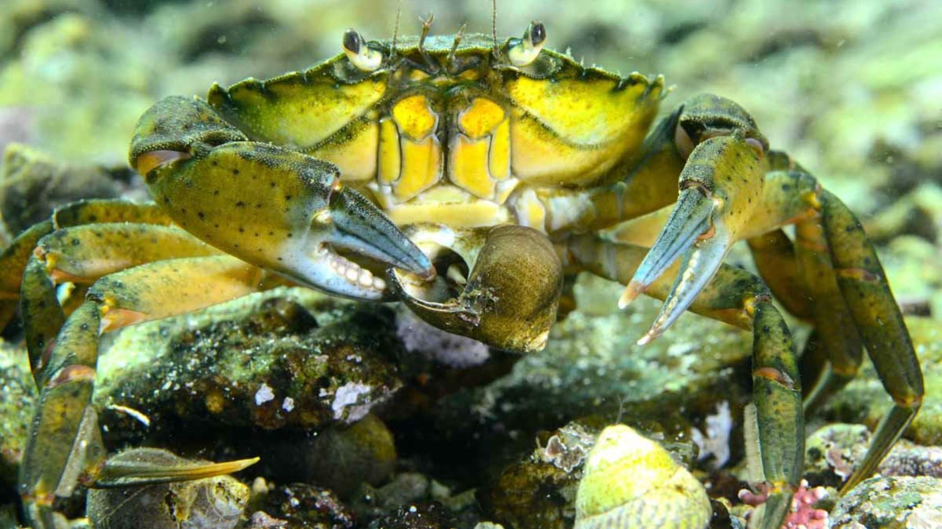 Freediving and Snorkeling with PADI 5 Star Dive Resort