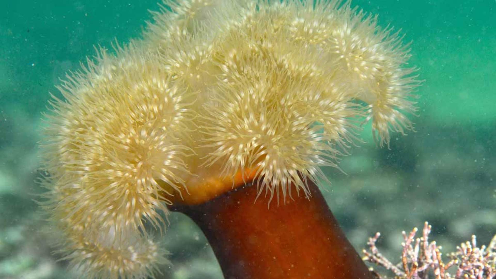 Freediving and Snorkeling with PADI 5 Star Dive Resort