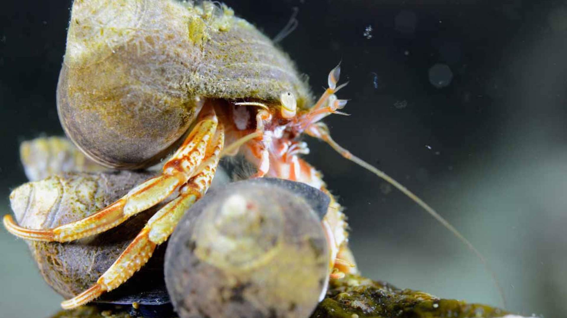 Freediving and Snorkeling with PADI 5 Star Dive Resort