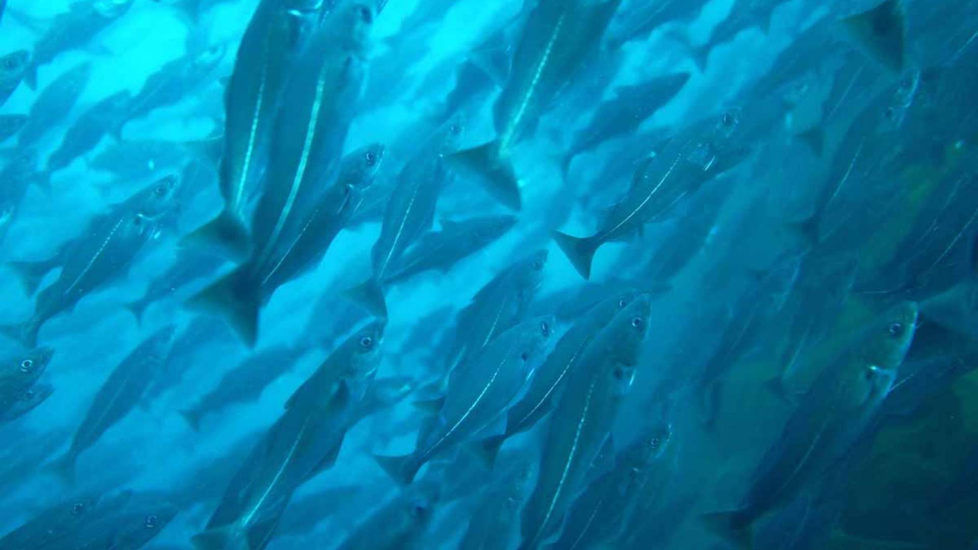 Freediving and Snorkeling with PADI 5 Star Dive Resort