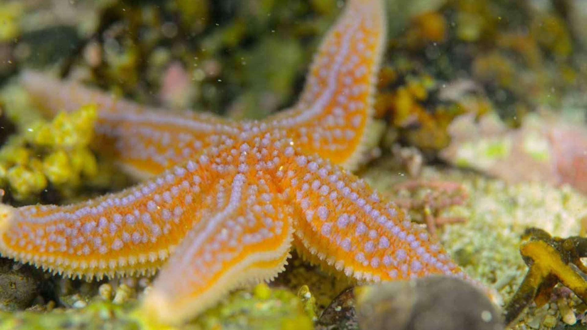 Freediving and Snorkeling with PADI 5 Star Dive Resort