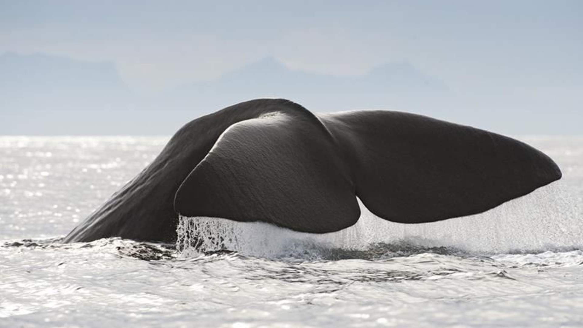 Sea safari hval 1.jpg