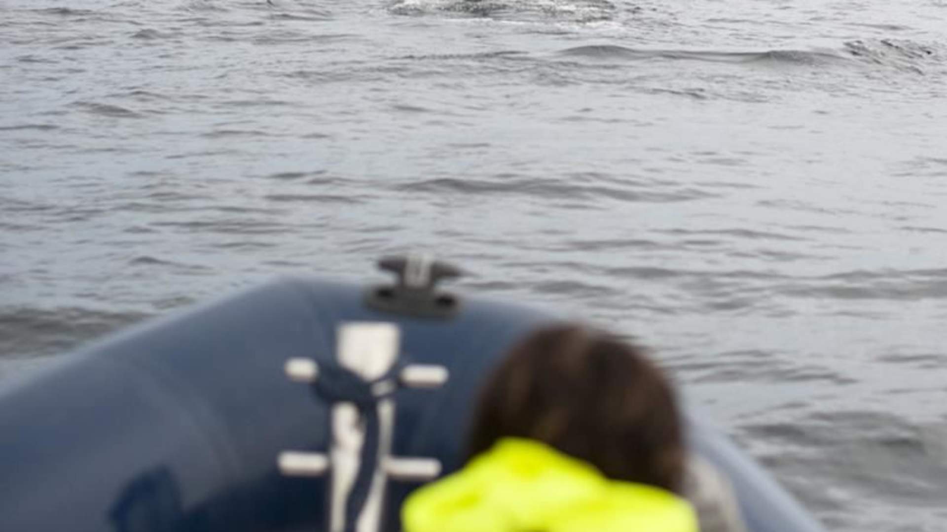 Sea safari hval 2.jpg