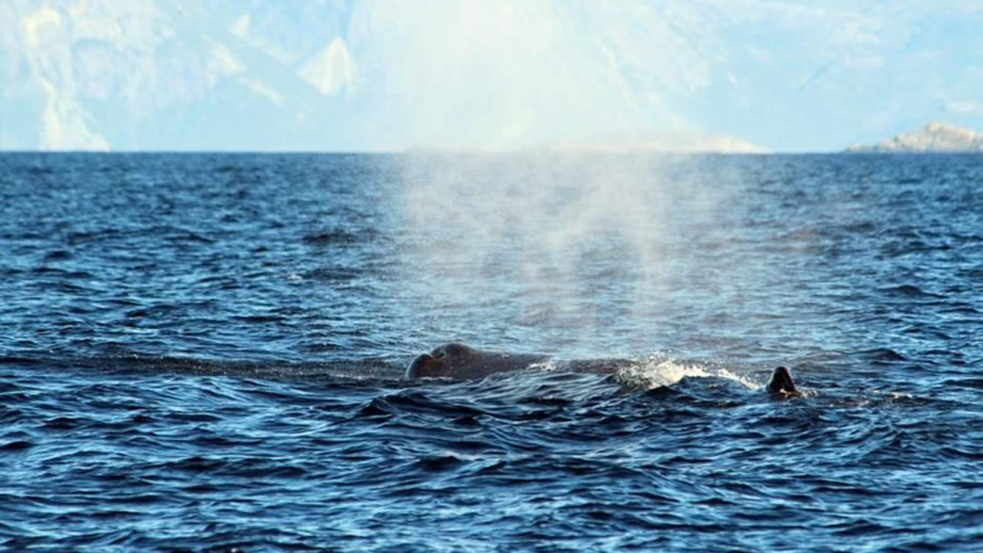 Sea safari hval 3.jpg