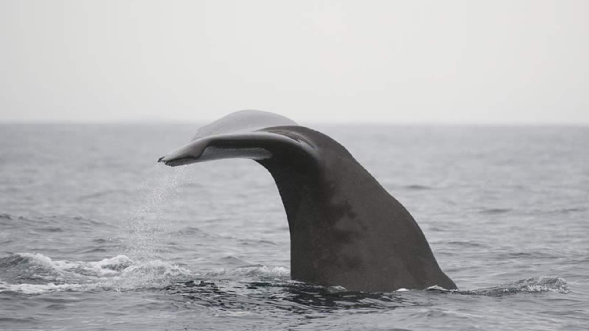Sea safari hval 4.jpg