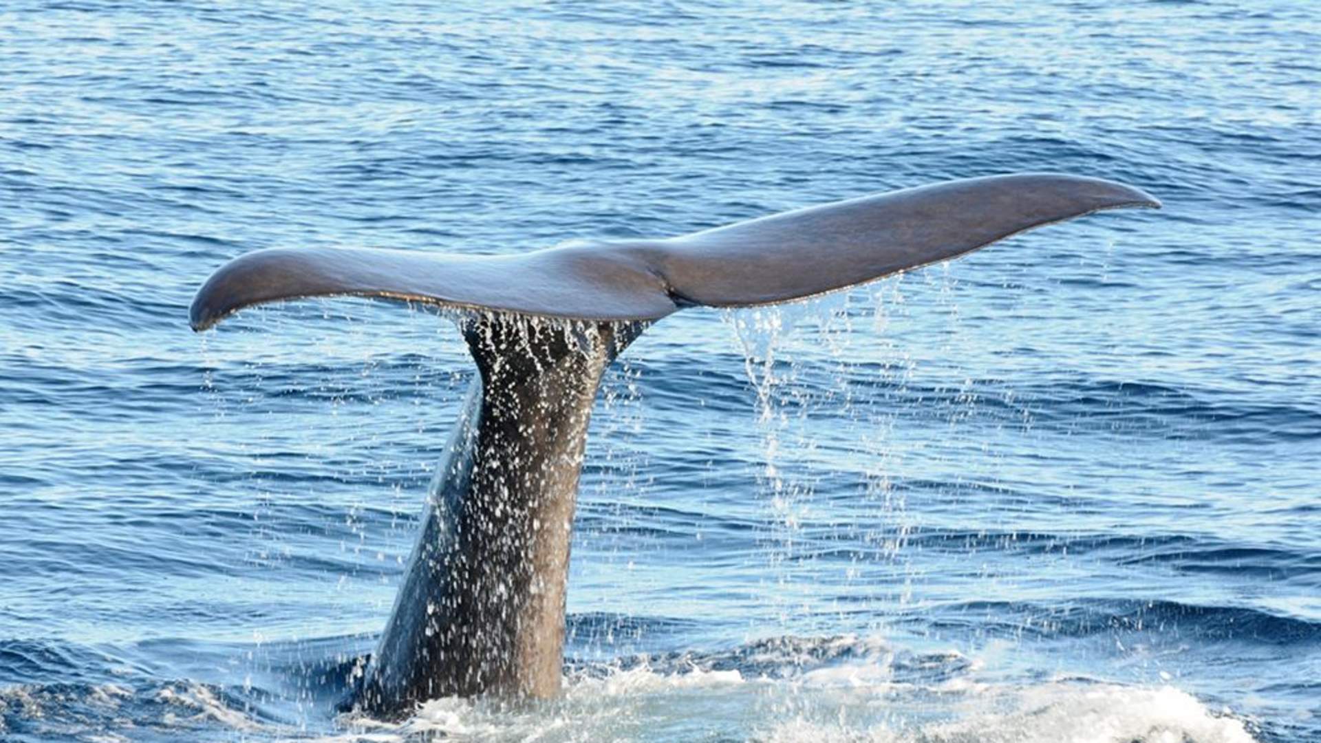 Arctic Whale Tours
