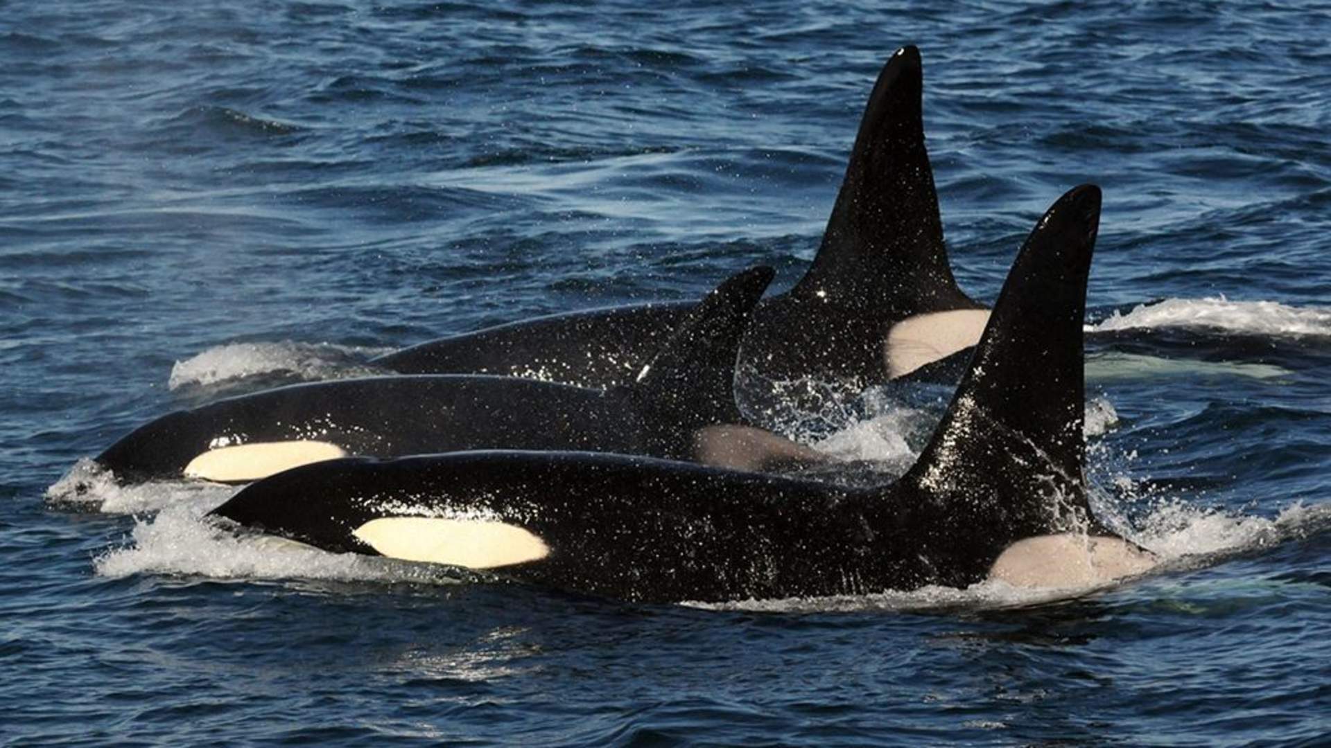 Arctic Whale Tours
