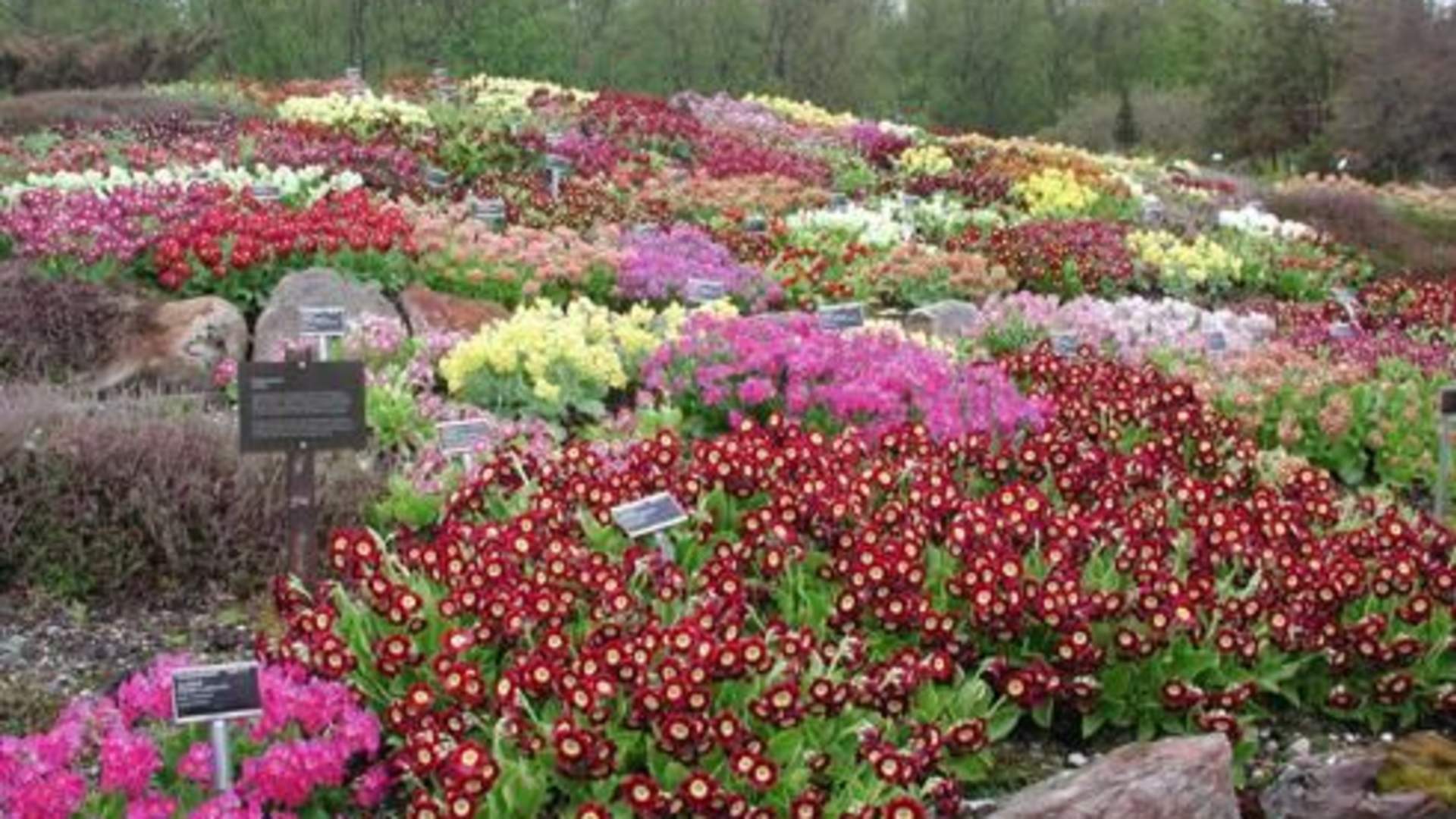 Tromsø arktisk-alpine botanisk hage