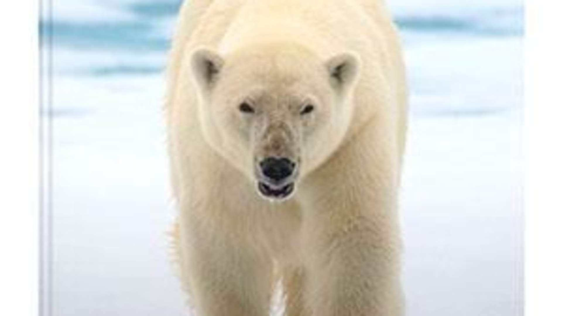 Svalbard (c) To-Foto AS