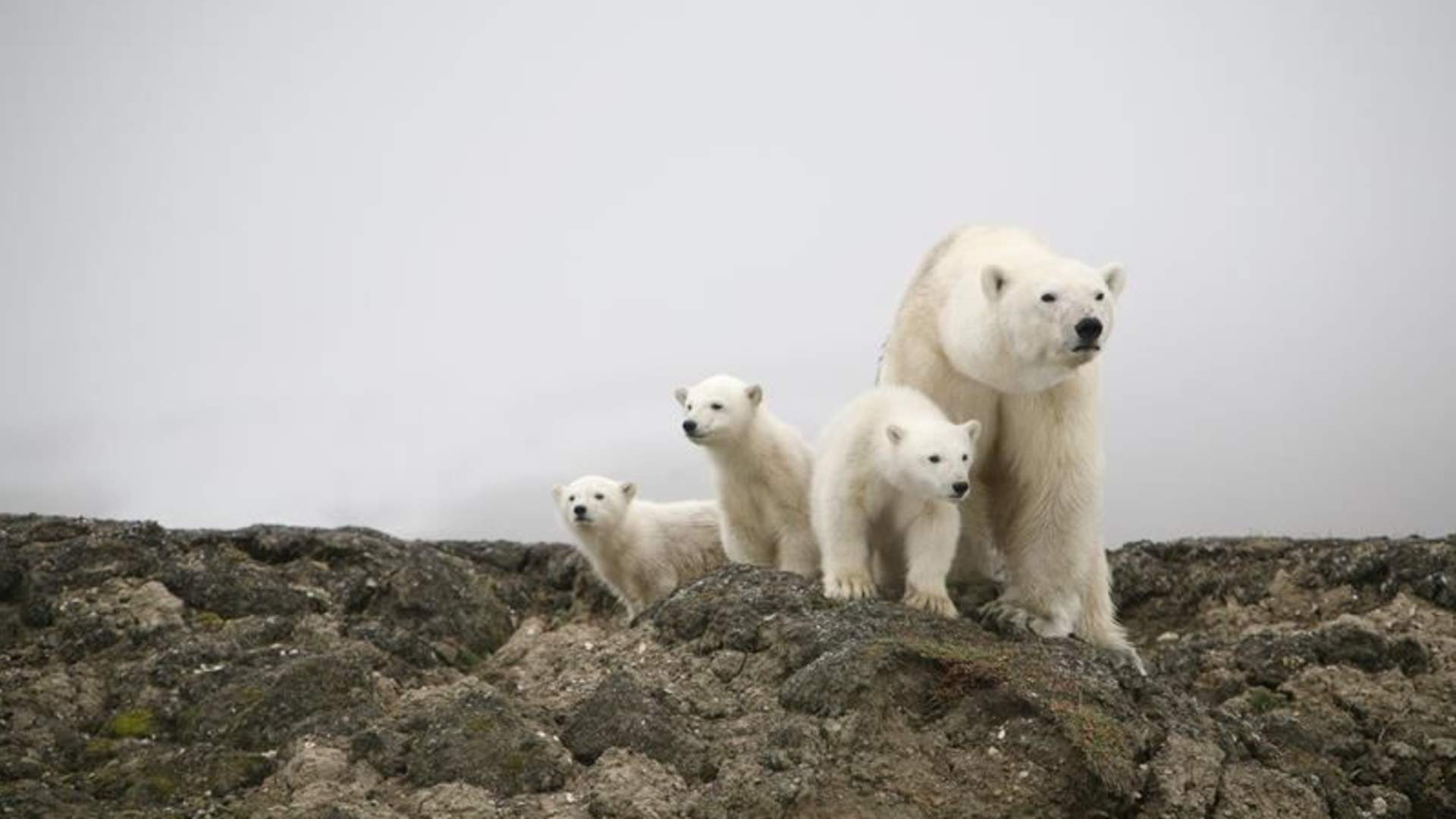 Polar bear (c) To-Foto